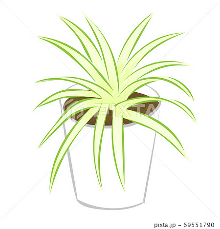 観葉植物のオリヅルラン ベクターのイラスト のイラスト素材