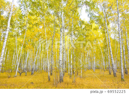 birch forest birch forest 69552225