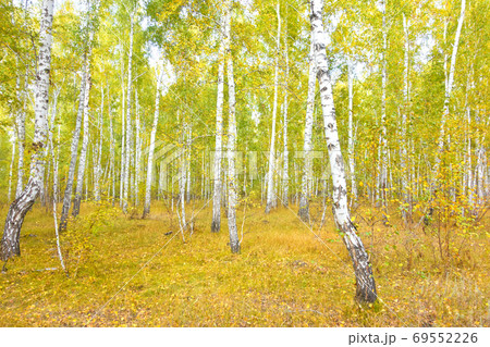 birch forest 69552226
