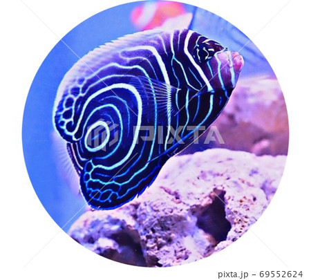 ウズマキ 丸型 ウズマキ 丸型 69552624