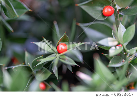 ナギイカダ　キジカクシ科（広義のユリ科） 69553017