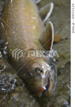 渓流に住む大岩魚 69553129