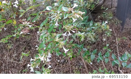 花 植物 香り 69553150