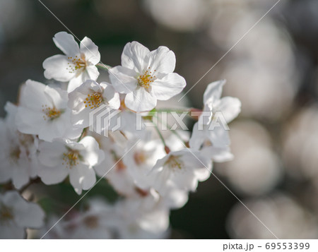 桜の花のアップと背景花の玉ボケ 69553399