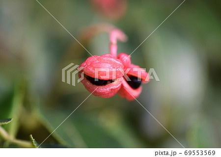 ゴンズイ（権萃）の実とタネ 69553569