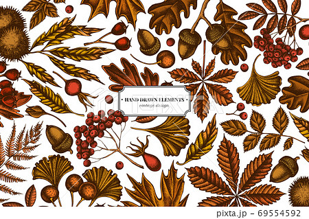 Colored elements design with fern, dog rose, rowan, ginkgo, maple, oak, horse chestnut, chestnut, hawthorn 69554592