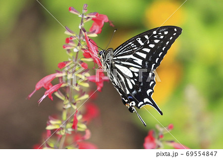 サルビアの蜜を吸うアゲハチョウの写真素材 サルビアの蜜を吸うアゲハチョウの写真素材
