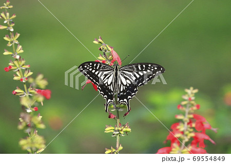 サルビアの蜜を吸うアゲハチョウ サルビアの蜜を吸うアゲハチョウ 69554849