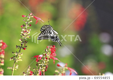 サルビアの蜜を吸うアゲハチョウ サルビアの蜜を吸うアゲハチョウ 69554855