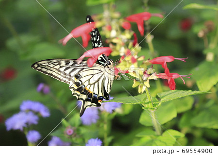 サルビアの蜜を吸うアゲハチョウ サルビアの蜜を吸うアゲハチョウ 69554900