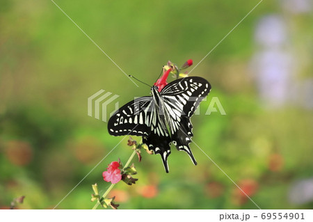 サルビアの蜜を吸うアゲハチョウ サルビアの蜜を吸うアゲハチョウ 69554901