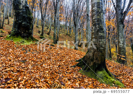 葉がかなり散ってしまった秋のブナ林 69555077