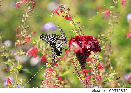 ケイトウの蜜を吸うアゲハチョウ ケイトウの蜜を吸うアゲハチョウ 69555352