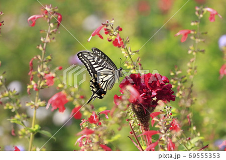 ケイトウの蜜を吸うアゲハチョウ　　　　 69555353