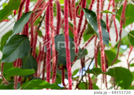 ベニヒモノキ　トウダイグサ科エノキグサ属 69555720
