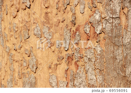 Pattern of brown color of bark. Close up of brown and gray tree Pattern of brown color of bark. Close up of brown and gray tree 69556091