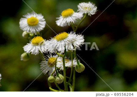 三鷹中原に咲く白いハルジオンの花 三鷹中原に咲く白いハルジオンの花 69556204