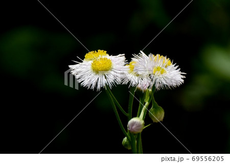 三鷹中原に咲く白いハルジオンの花 三鷹中原に咲く白いハルジオンの花 69556205