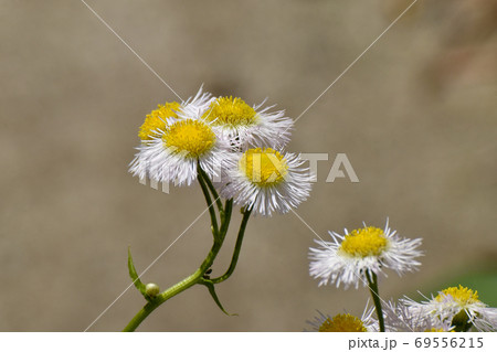 三鷹中原に咲く白いハルジオンの花 69556215