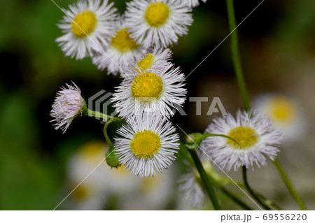 三鷹中原に咲く白いハルジオンの花 三鷹中原に咲く白いハルジオンの花 69556220