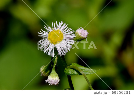 三鷹中原に咲く白いハルジオンの花 三鷹中原に咲く白いハルジオンの花 69556281