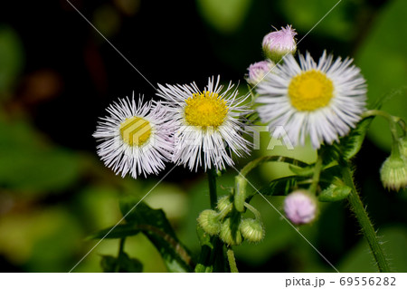 三鷹中原に咲く白いハルジオンの花 69556282