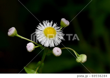 三鷹中原に咲く白いハルジオンの花 三鷹中原に咲く白いハルジオンの花 69556284