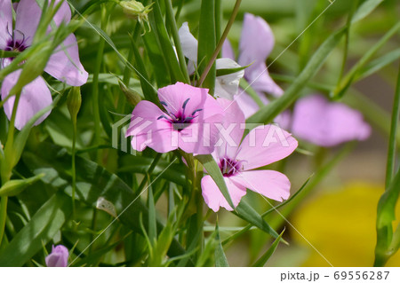 三鷹中原に咲くピンクのハマナデシコの花 三鷹中原に咲くピンクのハマナデシコの花 69556287