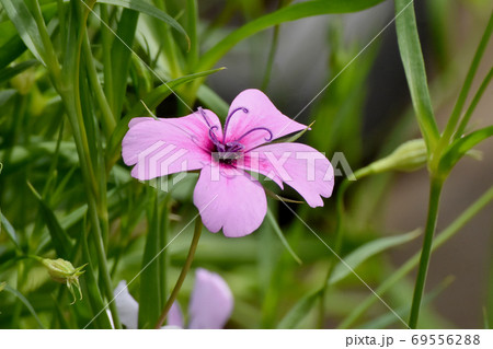 三鷹中原に咲くピンクのハマナデシコの花 三鷹中原に咲くピンクのハマナデシコの花 69556288
