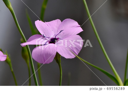 三鷹中原に咲くピンクのハマナデシコの花 三鷹中原に咲くピンクのハマナデシコの花 69556289