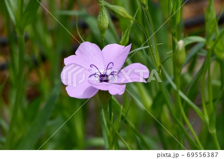 三鷹中原に咲くピンクのハマナデシコの花 69556387