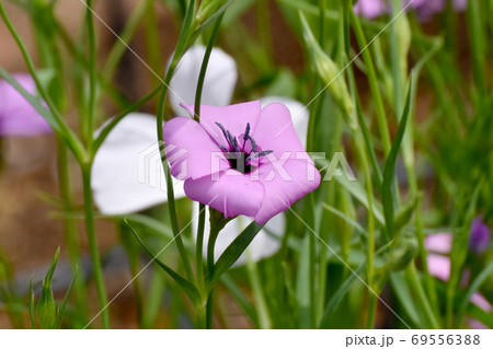 三鷹中原に咲くピンクのハマナデシコの花 69556388