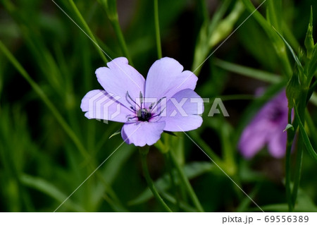 三鷹中原に咲くピンクのハマナデシコの花 三鷹中原に咲くピンクのハマナデシコの花 69556389