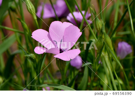 三鷹中原に咲くピンクのハマナデシコの花 69556390