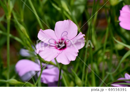 三鷹中原に咲くピンクのハマナデシコの花 三鷹中原に咲くピンクのハマナデシコの花 69556391