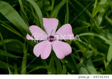 三鷹中原に咲くピンクのハマナデシコの花 三鷹中原に咲くピンクのハマナデシコの花 69556393