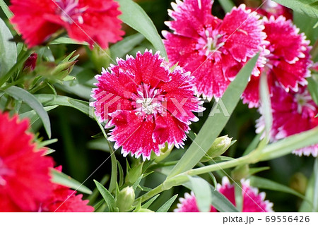 三鷹中原に咲く赤いナデシコ(ダイアンサス)の花 三鷹中原に咲く赤いナデシコ(ダイアンサス)の花 69556426