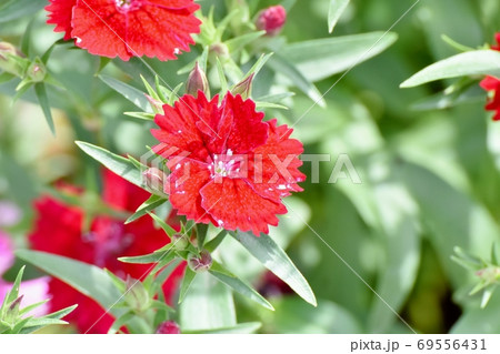 三鷹中原に咲く赤いナデシコ(ダイアンサス)の花 69556431
