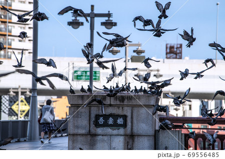 日本の東京都市景観 東京・浅草。吾妻橋のまわりに集まる鳩の群れ 69556485
