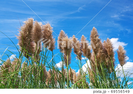 穂がきれいに伸びたムラサキシロガネヨシ ピンクのパンパスグラス の写真素材