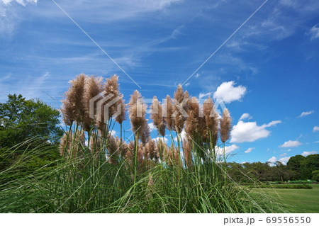 秋空に映えるピンクのパンパスグラス（ムラサキシロガネヨシ） 69556550