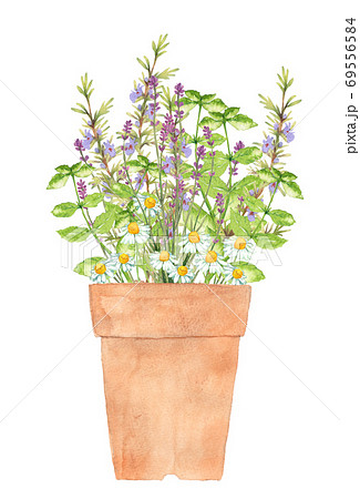 ハーブの寄せ植えの水彩画のイラスト素材