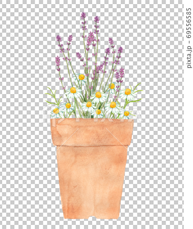ラベンダーとカモミールの寄せ植えのイラスト素材