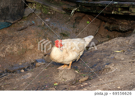 White muscovy duck standing on the mound soil ground. The red fa 69556626