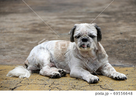 Dogs breeds your fluffy friend the Shih Tzu  YUUP