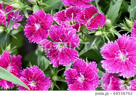 三鷹中原に咲くピンクのナデシコ(ダイアンサス)の花 三鷹中原に咲くピンクのナデシコ(ダイアンサス)の花 69556702