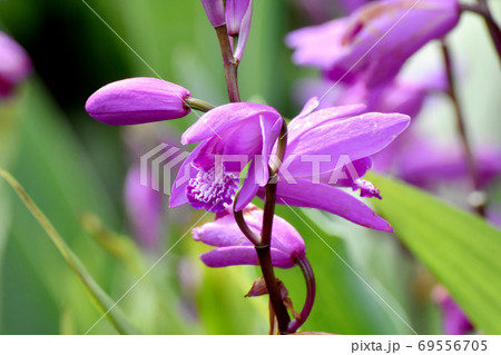 三鷹中原に咲く紫色のシラン(紫蘭)の花 69556705
