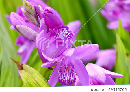 三鷹中原に咲く紫色のシラン(紫蘭)の花 69556706
