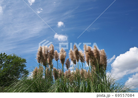 穂が見ごろになったムラサキシロガネヨシ（ピンクのパンパスグラス） 69557084