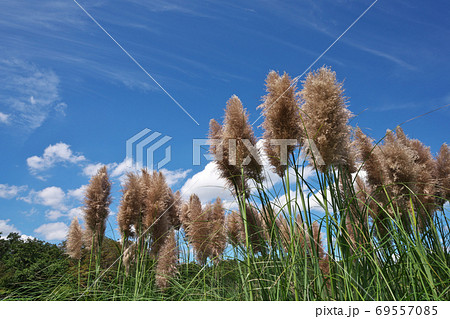 穂が見ごろを迎えたムラサキシロガネヨシ（ピンクのパンパスグラス） 69557085